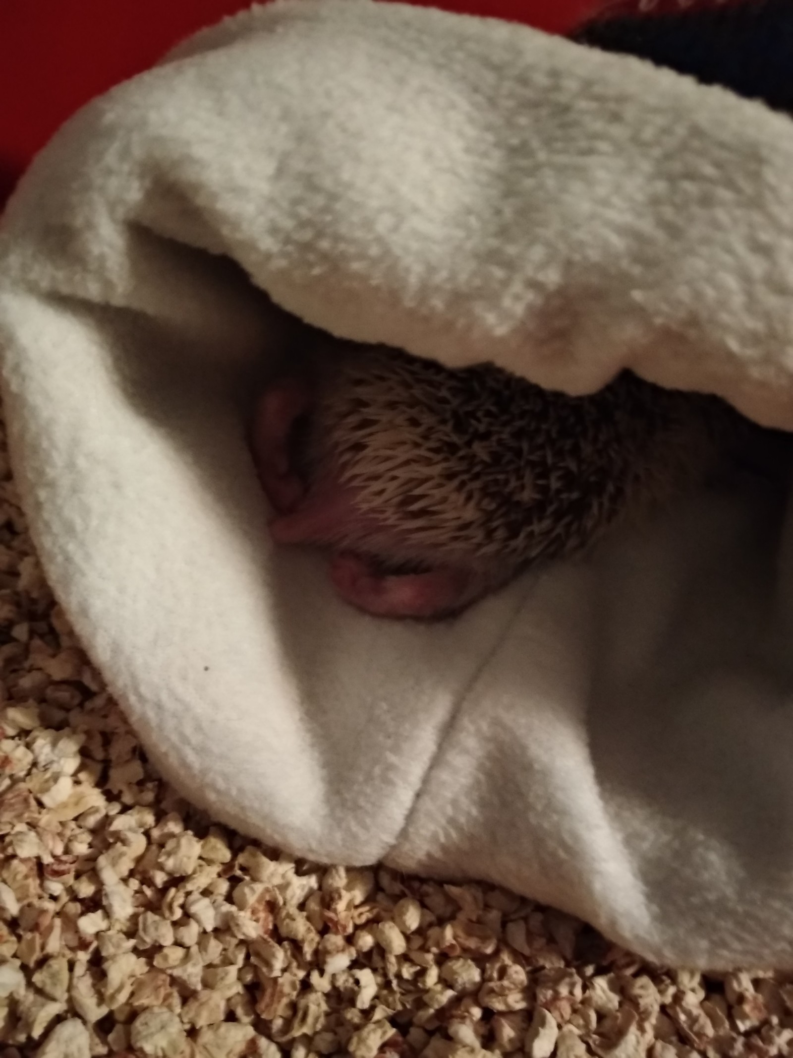 Friends decided to surprise with a gift - My, African pygmy hedgehog, Pets, Longpost