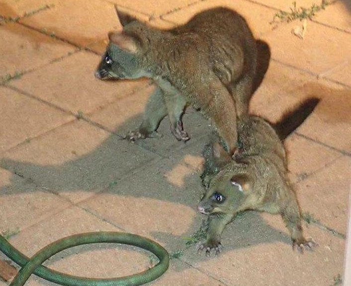 Saves her baby - Young, The rescue, Animals, Longpost, Snake, Possum, Python