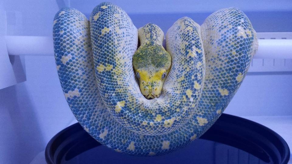 Such a different green tree python - My, Snake, Python, green python, Longpost