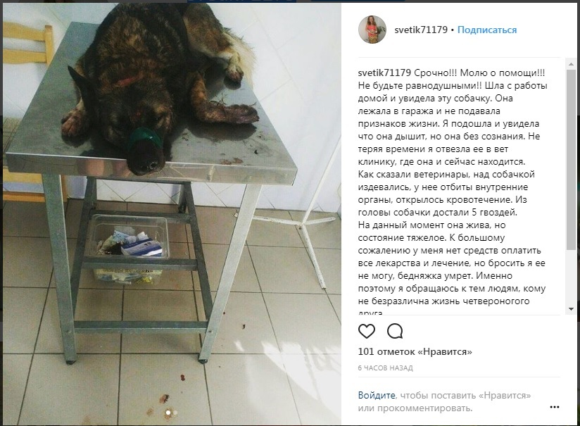 Another scam on Instagram. How do people profit from animals? - Divorce, Carefully, Instagram, Animals, Longpost