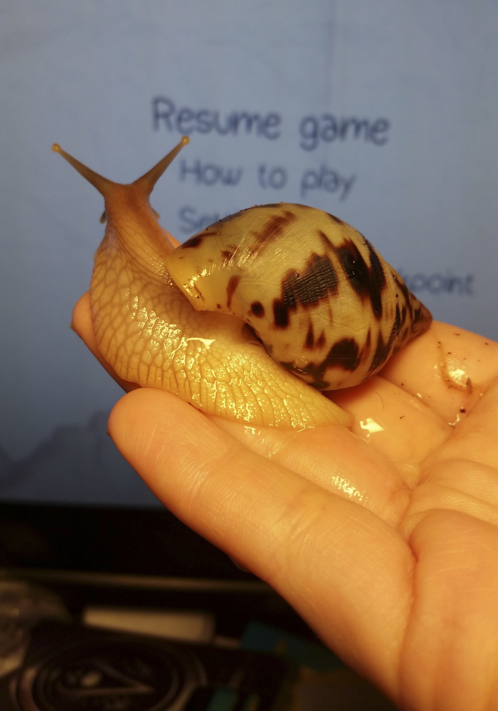 Sir Francis Drake, Achatina. - My, Snail, Achatina, , Pets, Longpost