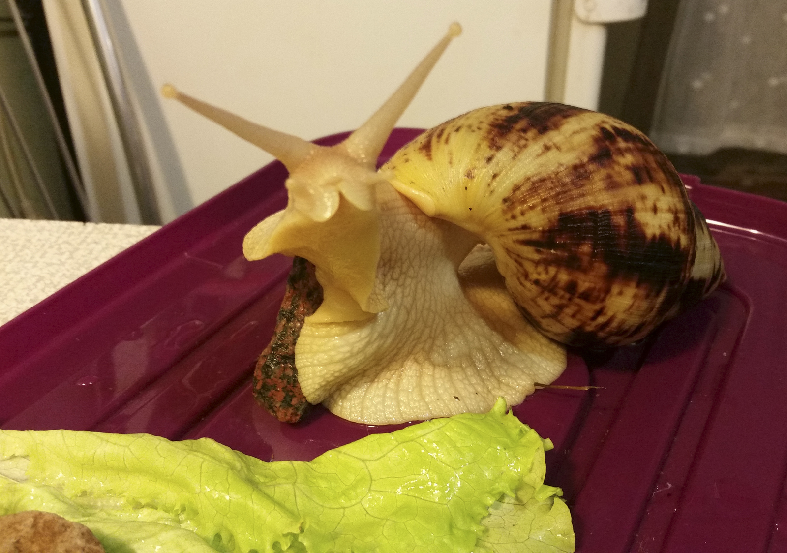 Sir Francis Drake, Achatina. - My, Snail, Achatina, , Pets, Longpost