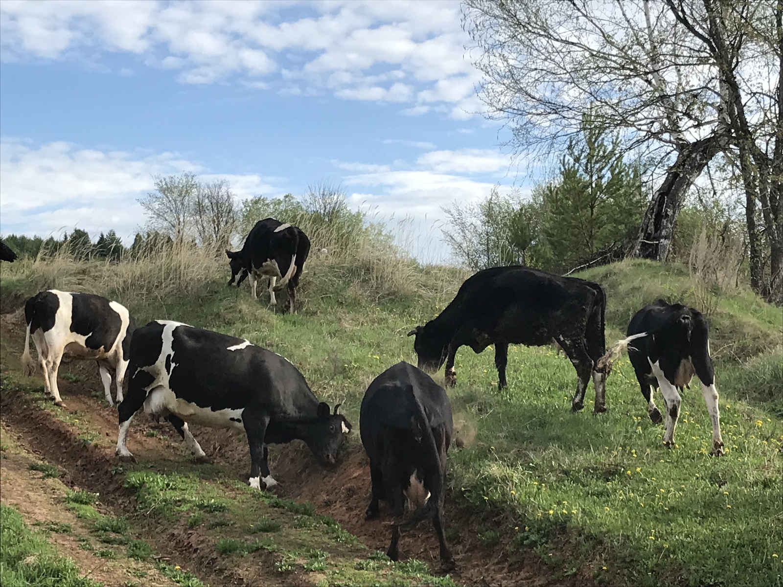 spring days - My, Nature, The photo, Spring, Longpost