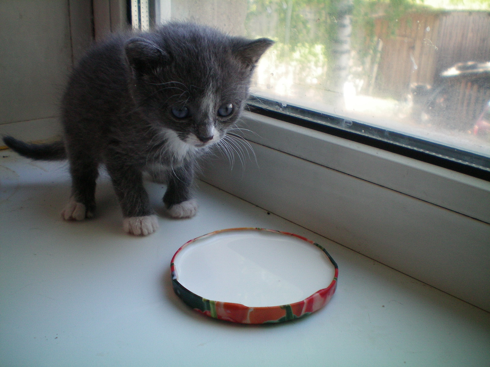 Foundling - My, Longpost, cat, The photo