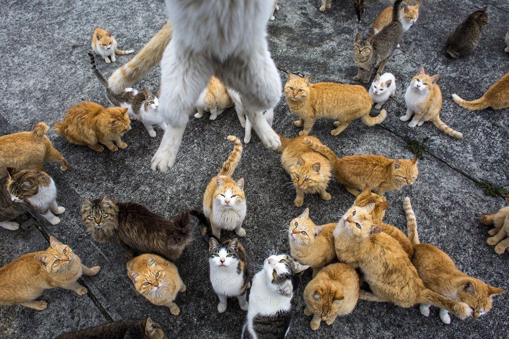 Japanese cat island Aoshima. - Japan, Island, Longpost, cat