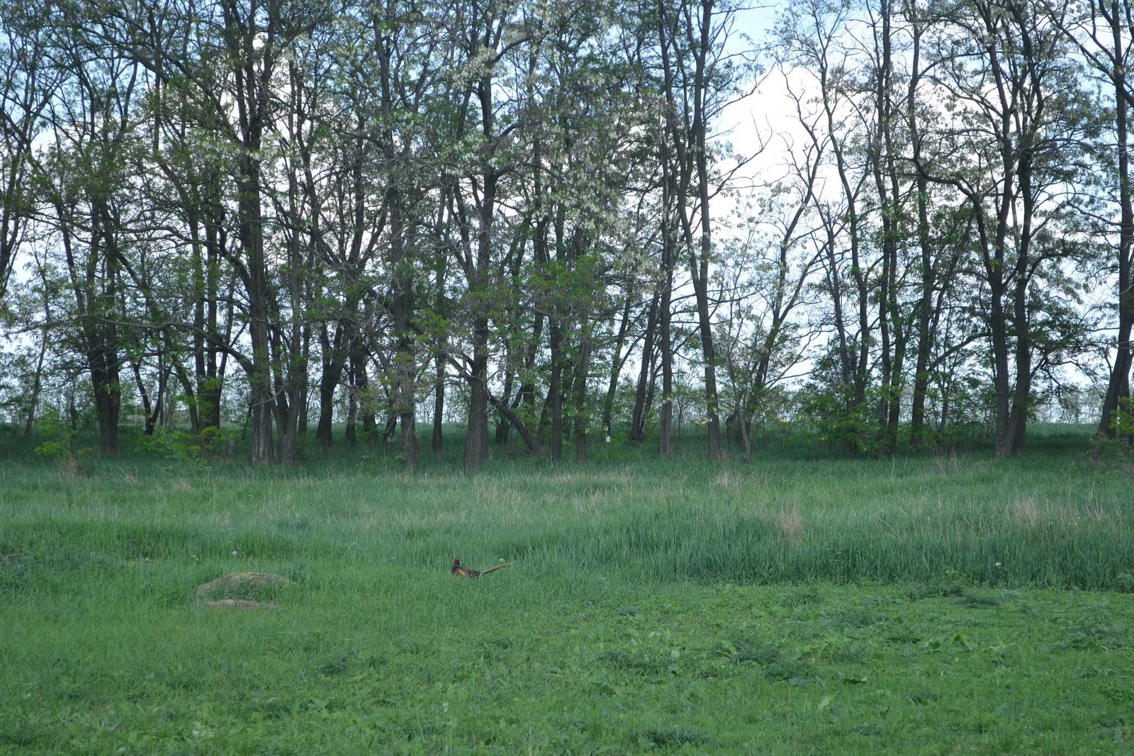 Farm. Neighborhood. Another alarm clock. - My, Nature, Pheasant