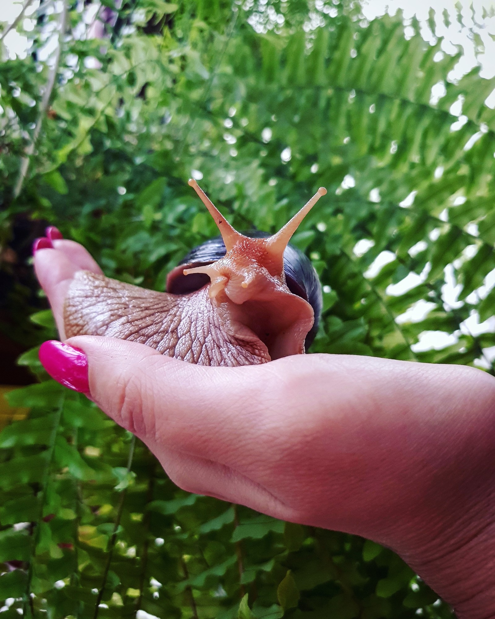 Snail - Snail, Achatina