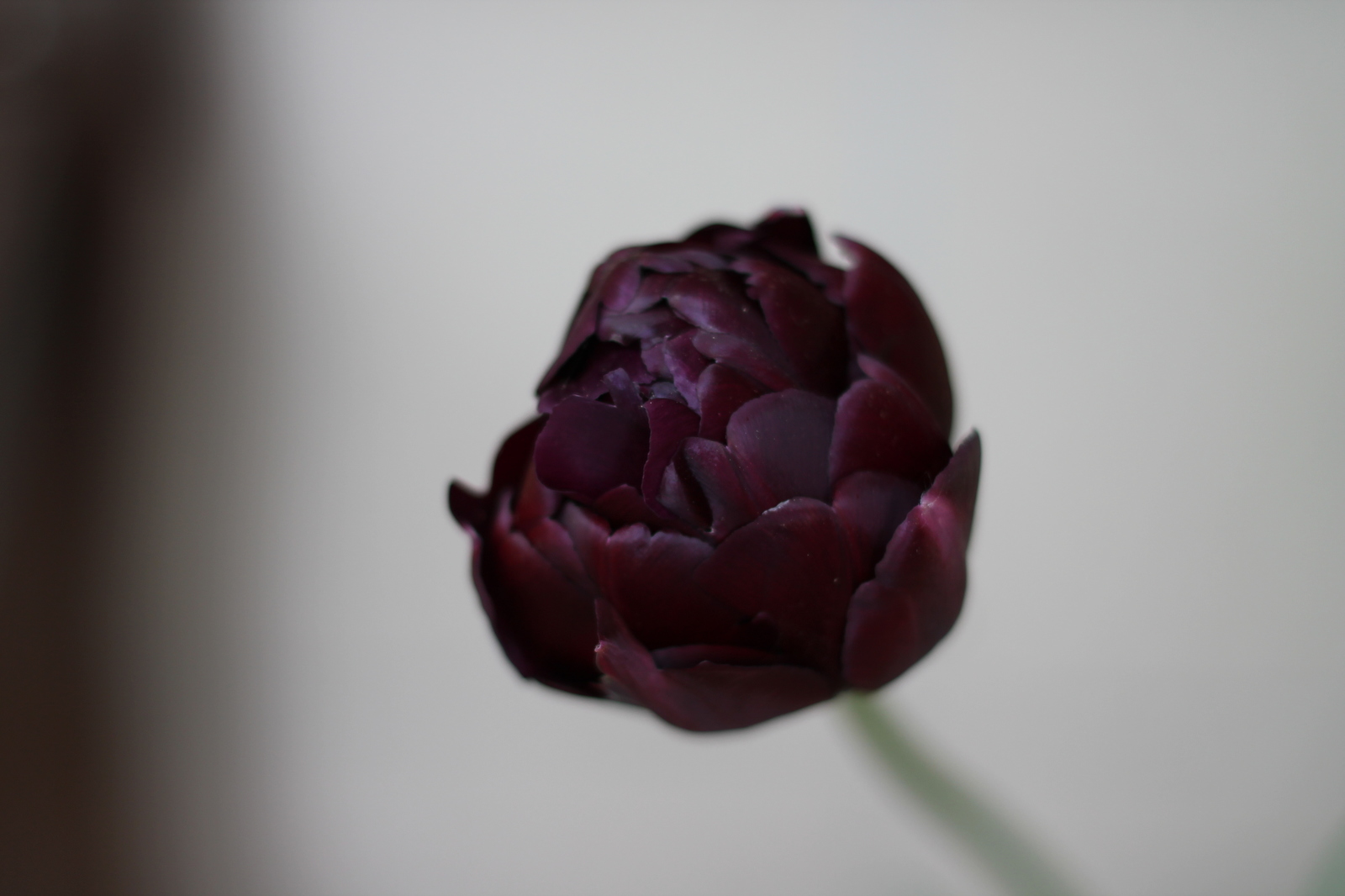 tulips - My, Flowers, Tulips, The photo, Tver, Longpost