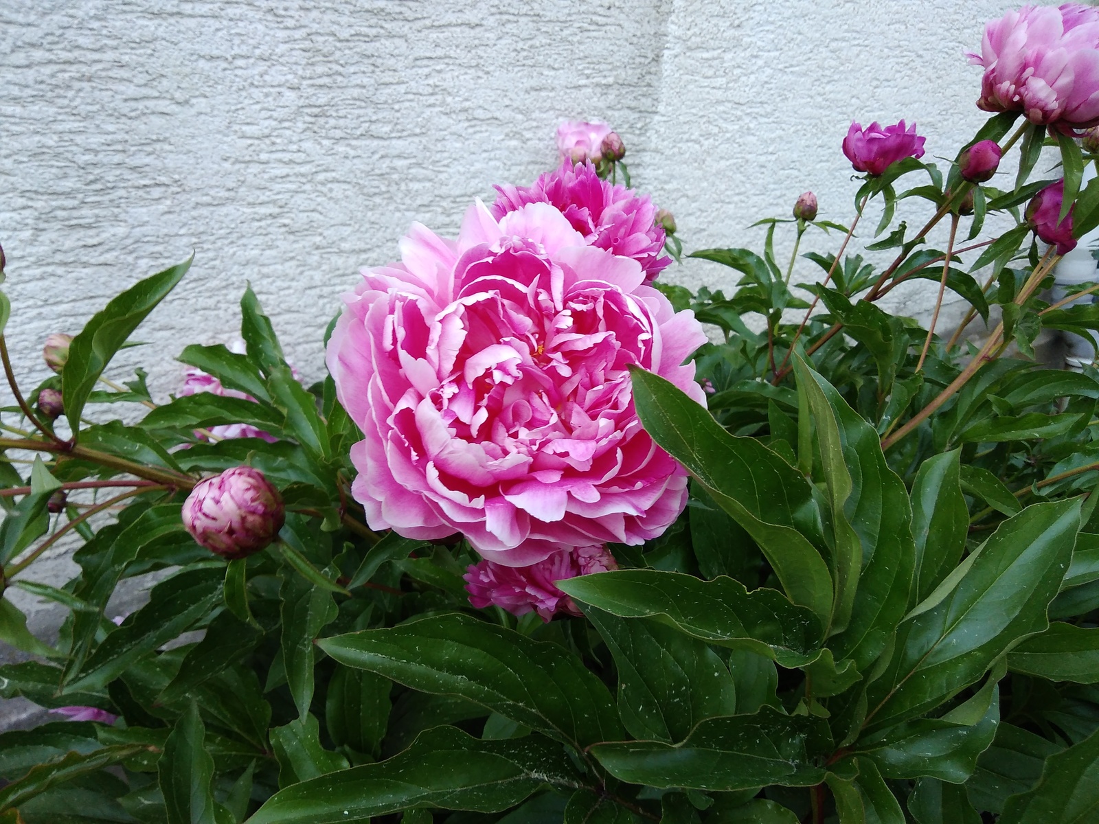 peonies bloomed - My, Garden, Flowers, Summer, Longpost, Peonies