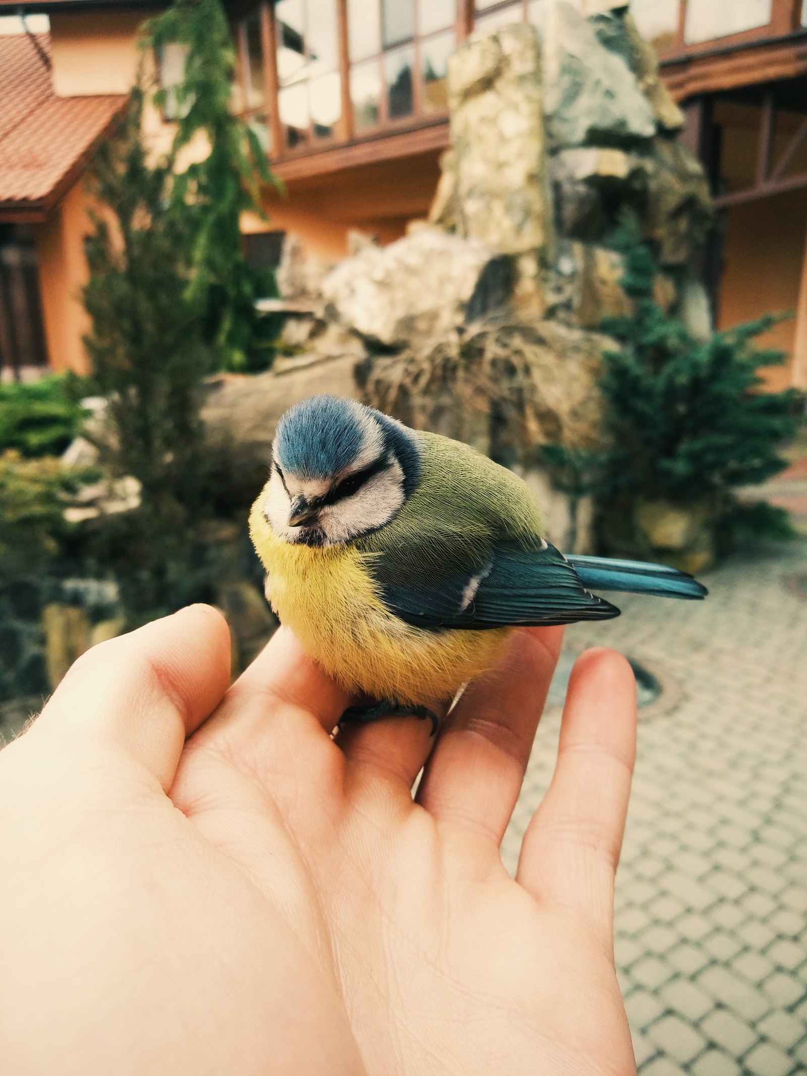 Better tit in hand - My, Tit, Work