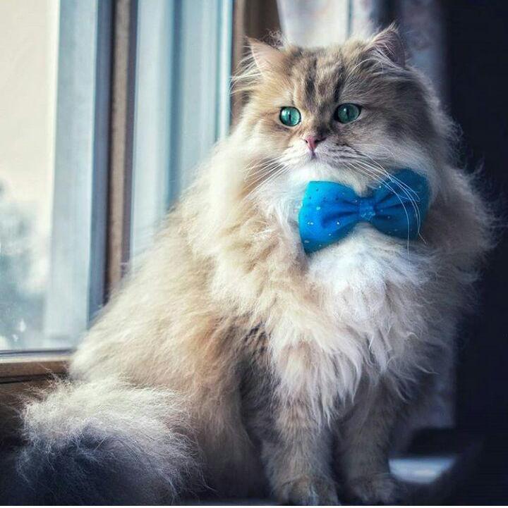 Fluffy gentleman in a bow tie - cat, Butterfly, Fur, , Fluffy, Longpost