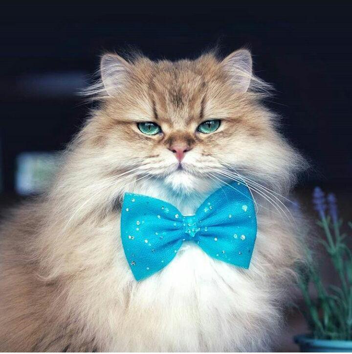 Fluffy gentleman in a bow tie - cat, Butterfly, Fur, , Fluffy, Longpost