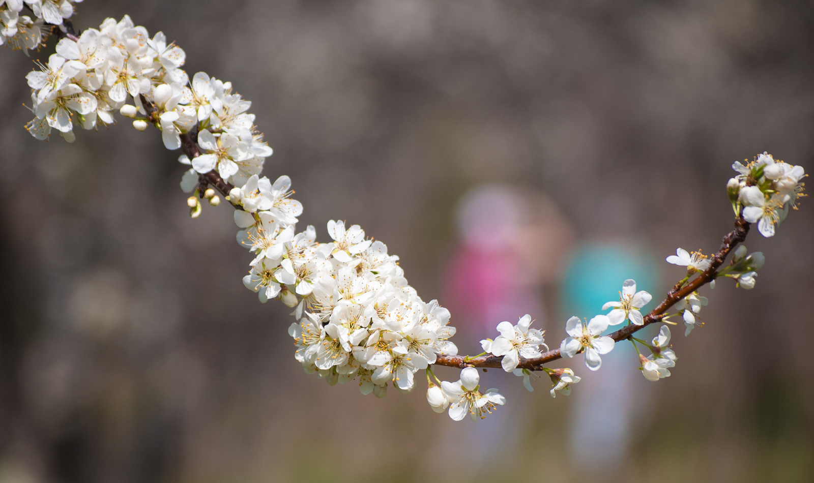 Orchard walk - My, Spring, Bees, Flowers, Nikon D40, Nikon, Nikkor, The photo, Beginning photographer, Longpost