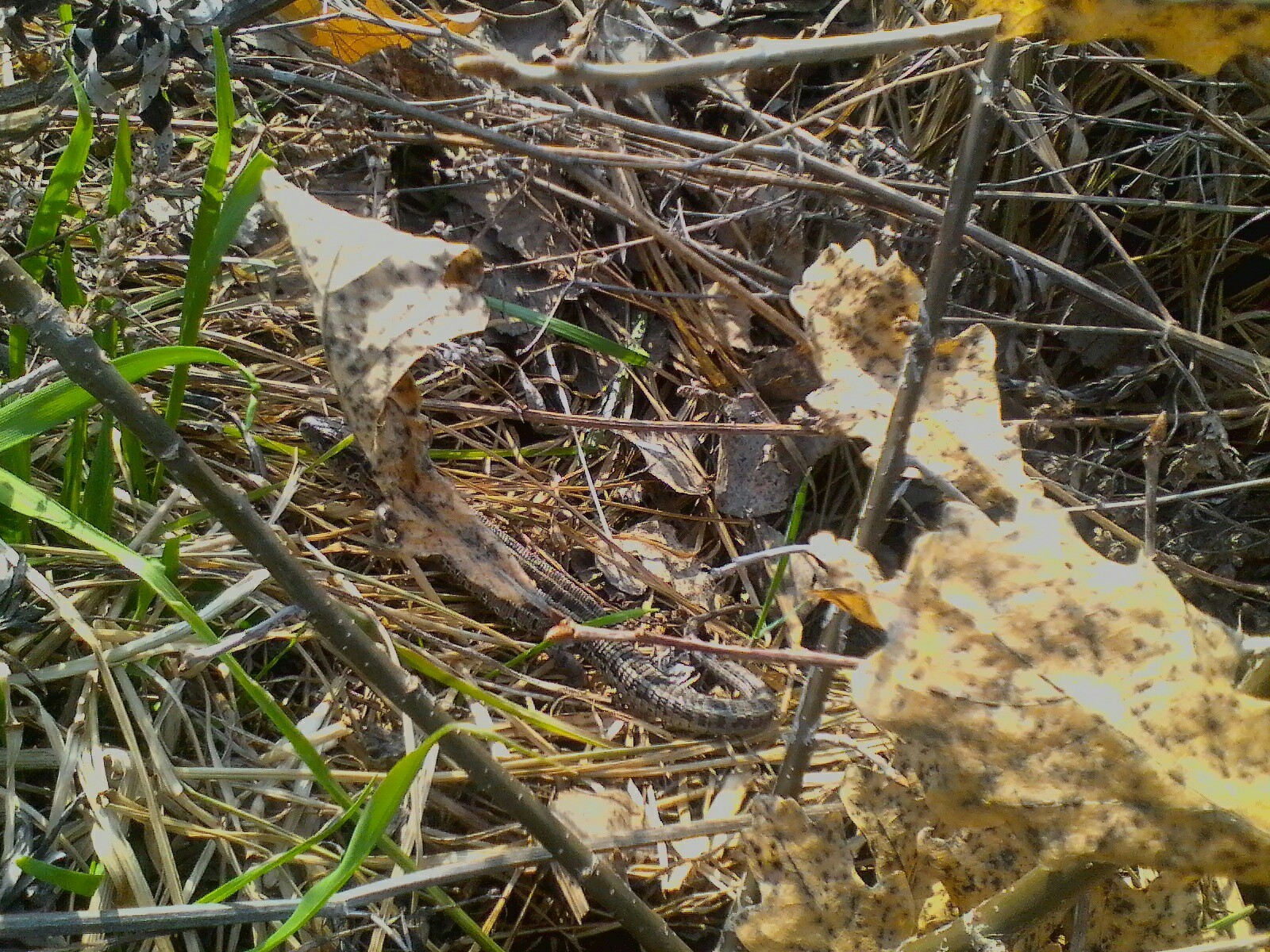 Fast dinosaurs - My, Altai region, Nature, Spring, Longpost