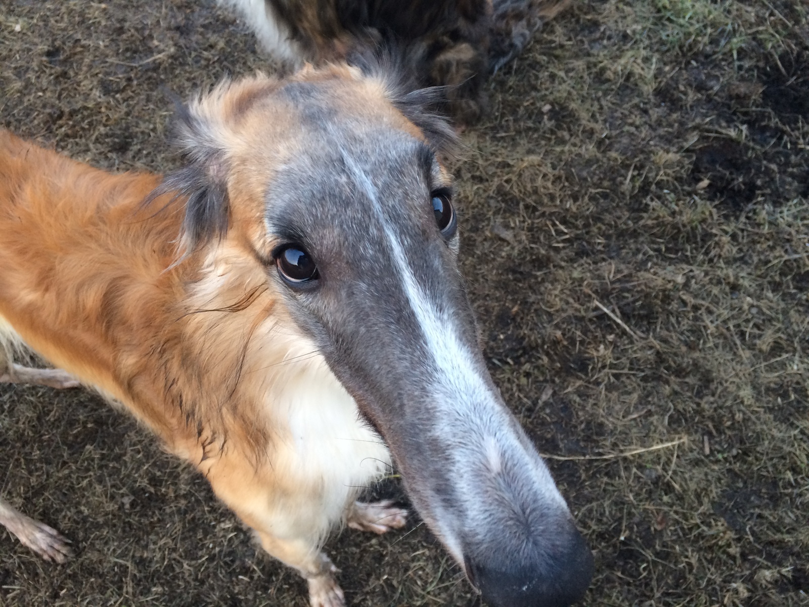 Long-nosed dog - My, Animals, Dog, , Russian Greyhound