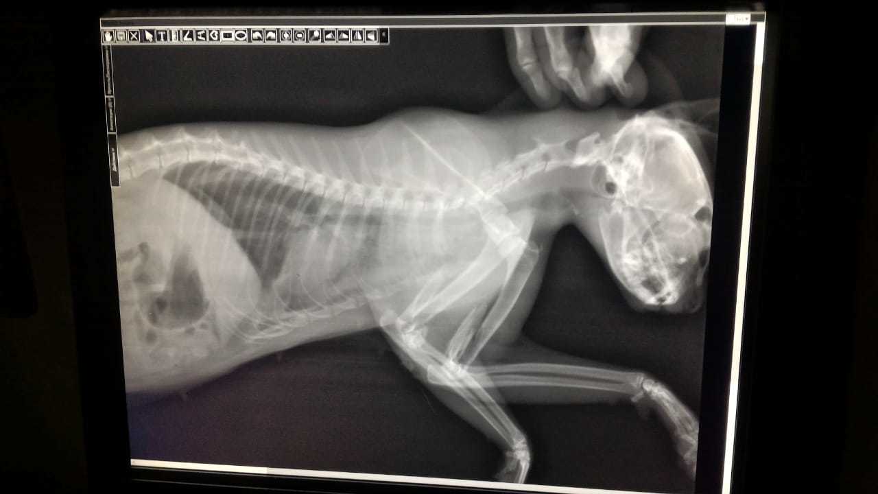 Help the kitty! - cat, Injury, Helping animals, Help, Longpost, Podolsk, No rating