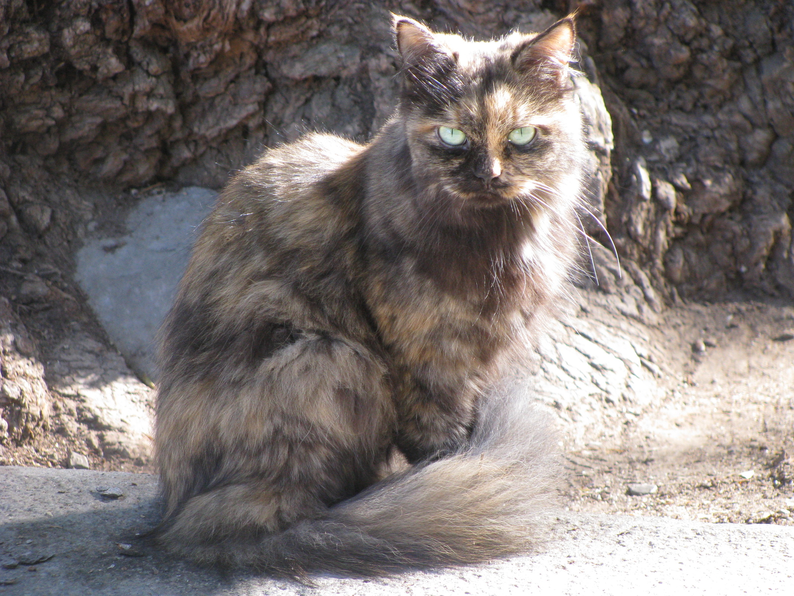 Excellent camouflage - My, cat, Photo on sneaker