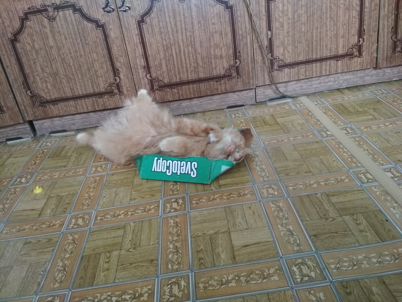 When the box is too small - My, cat, Redheads, Box, Catomafia