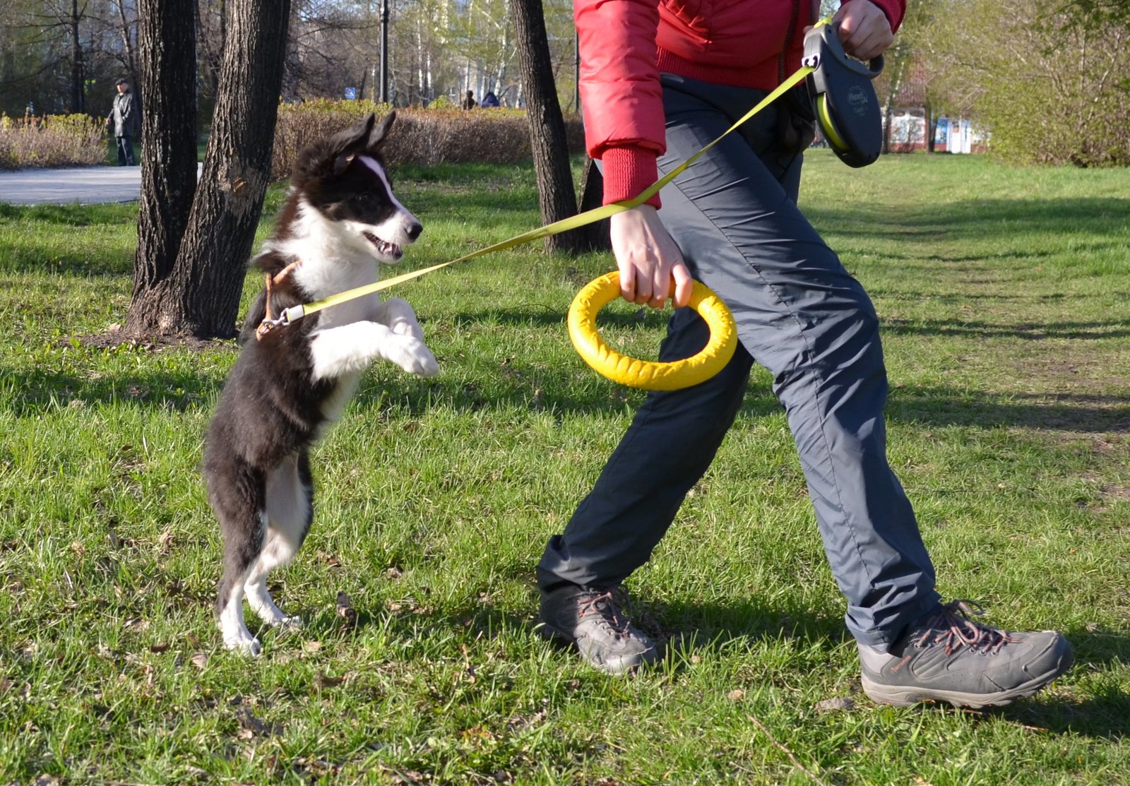 Border and just a little bit of corgi, walk - My, Dog, Corgi, Border Collie, Longpost, The photo