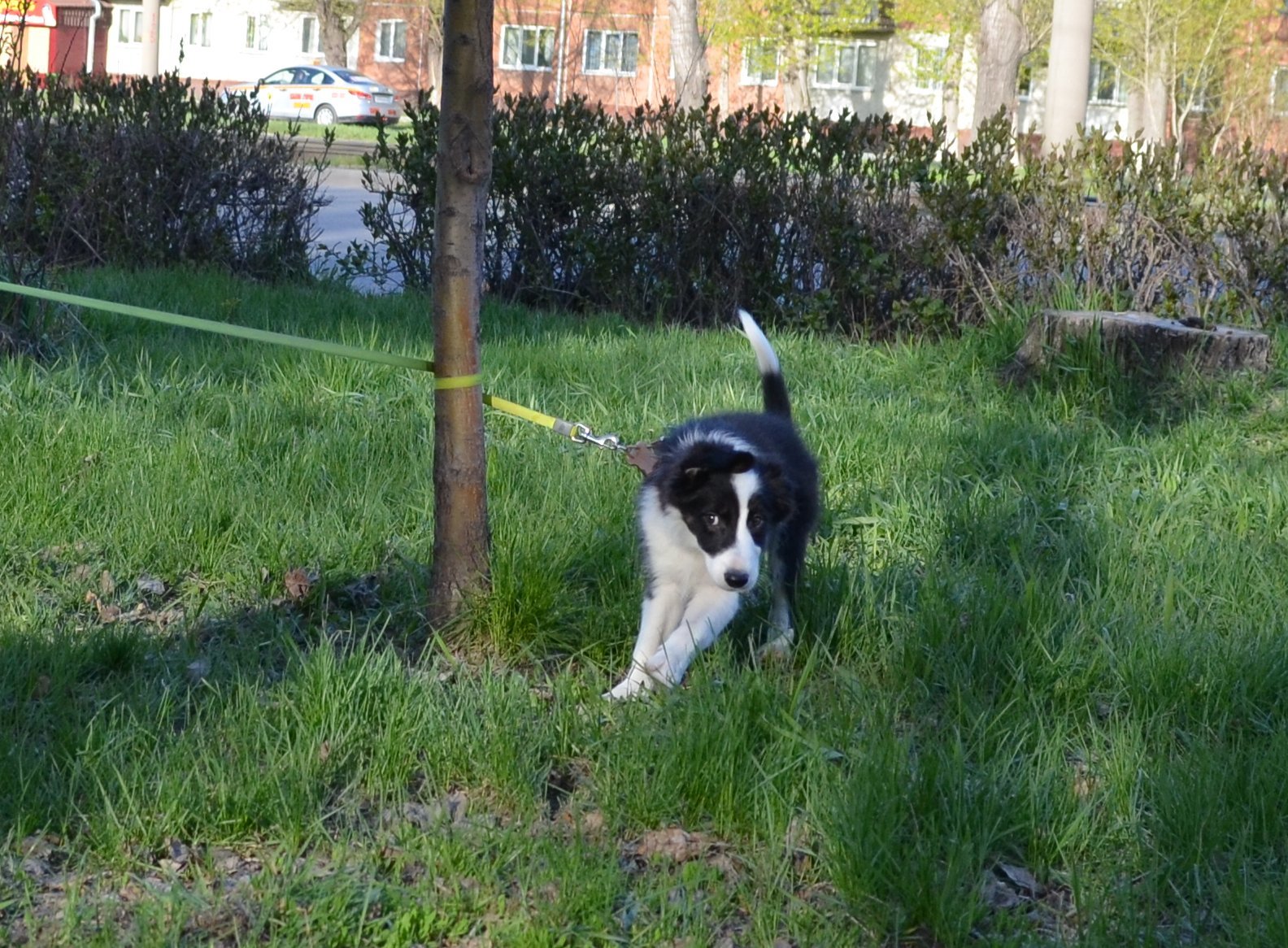 Border and just a little bit of corgi, walk - My, Dog, Corgi, Border Collie, Longpost, The photo