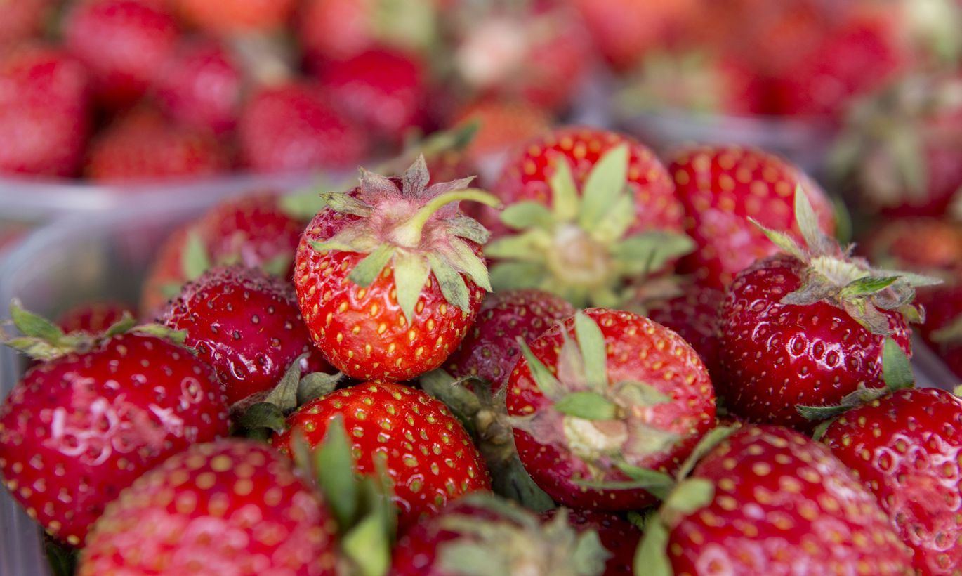 berry - Cooking, Advice, Berries, Strawberry, Summer, Milk, Longpost, Recipe, Strawberry (plant)