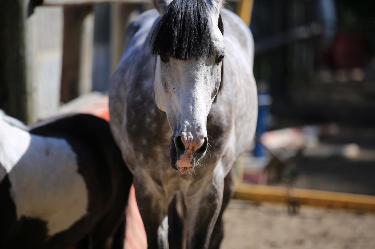 They say that animals are always photogenic. Oh well :)) - My, Horses, Photogenic, Charisma, Animals, Longpost