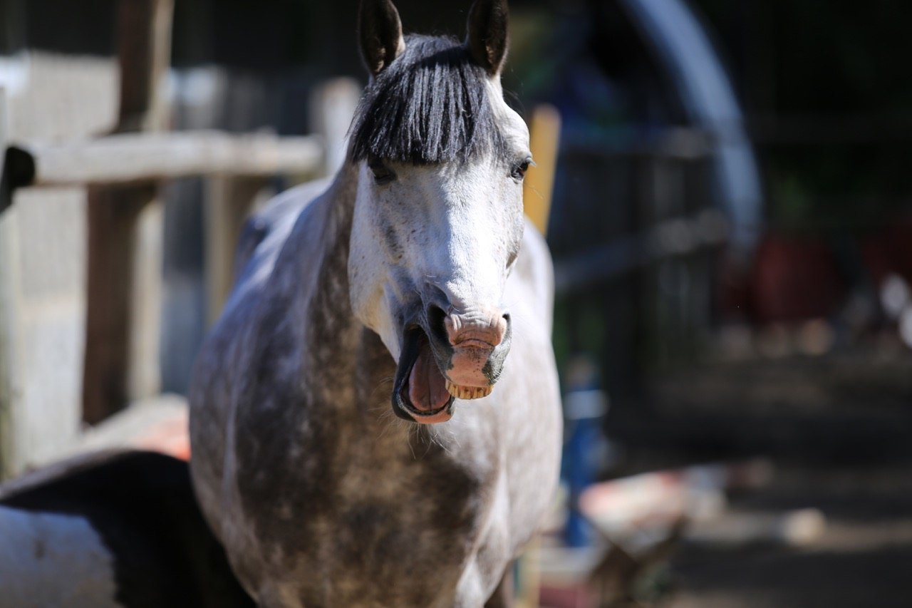 They say that animals are always photogenic. Oh well :)) - My, Horses, Photogenic, Charisma, Animals, Longpost