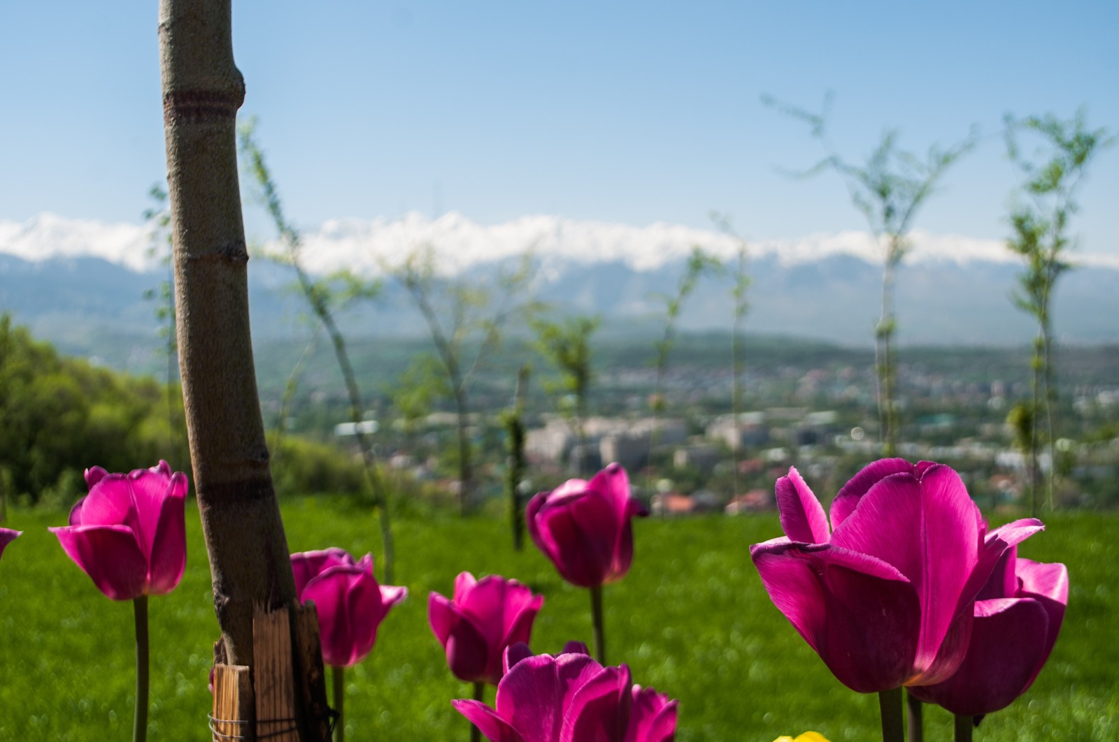 Everyone starts somewhere somewhere. - My, The photo, Metro, Almaty mountains, Flowers, Nature, Longpost