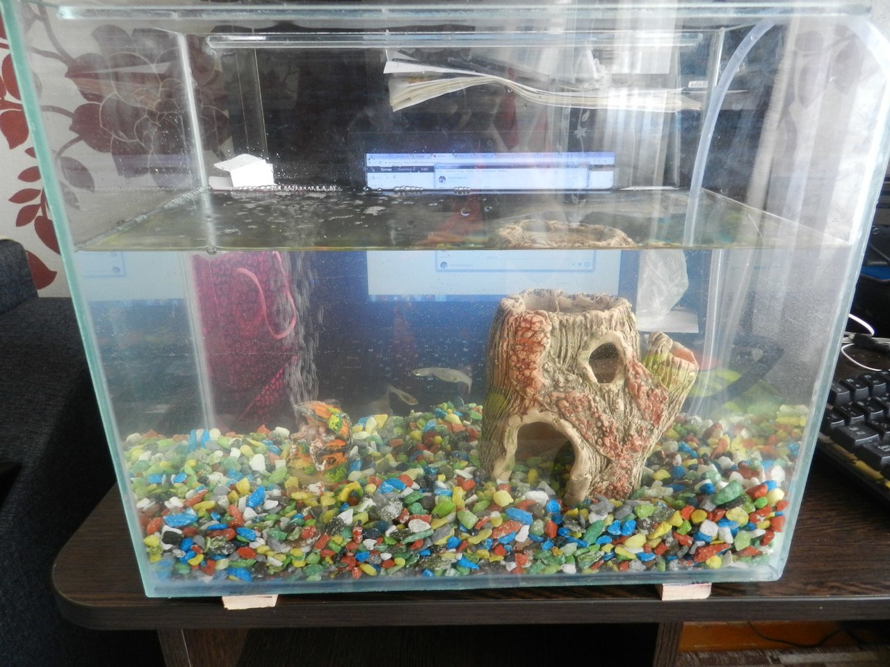 Bought an apartment with tenants - My, Aquarium fish, Indifference, New life, Longpost