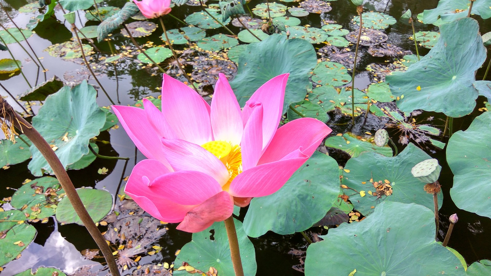 Lotus Temple - My, Lotus, Temple, Bali, Nature, beauty, Longpost