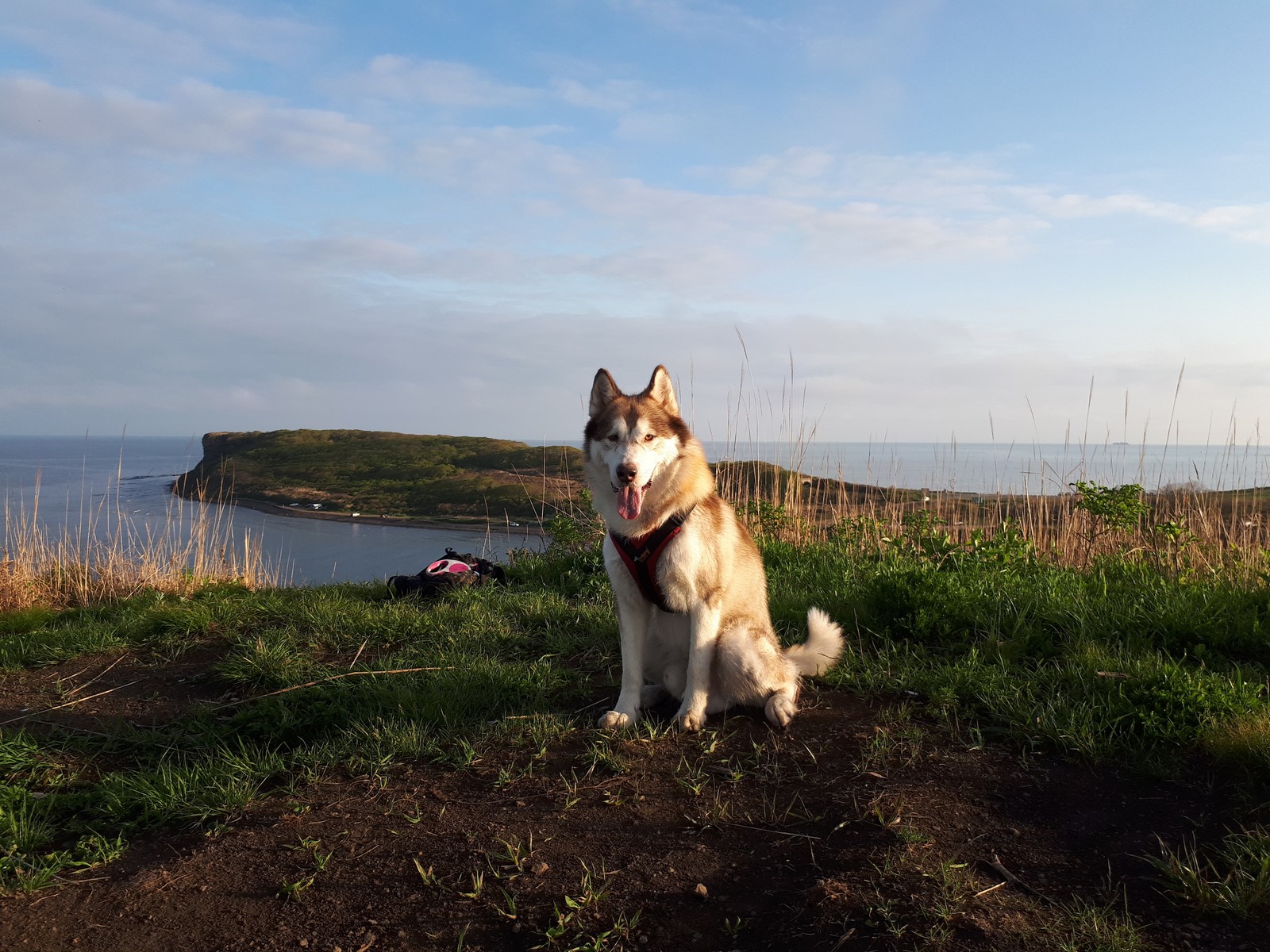 City by the sea - My, Dog, Alaskan Malamute, Vladivostok, Russian island, Longpost