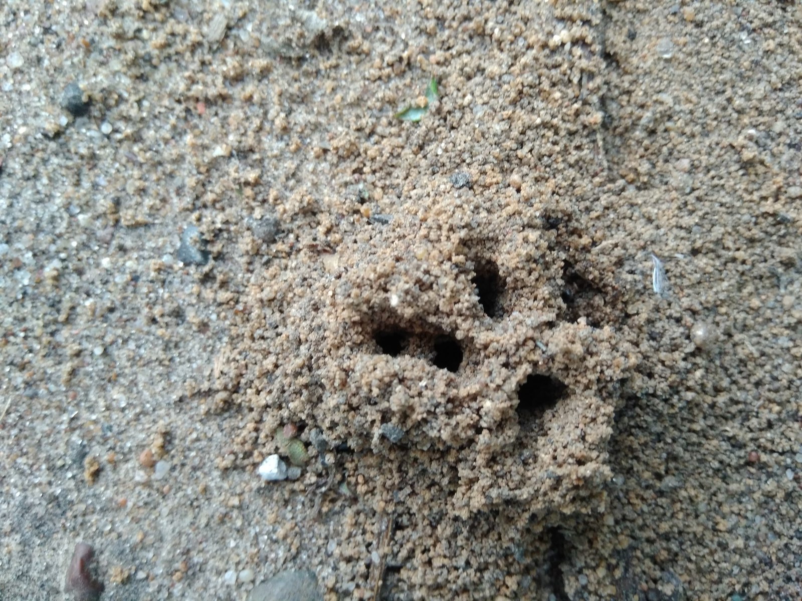 Ant messages - My, Ants, Anthill, Aliens, , Longpost