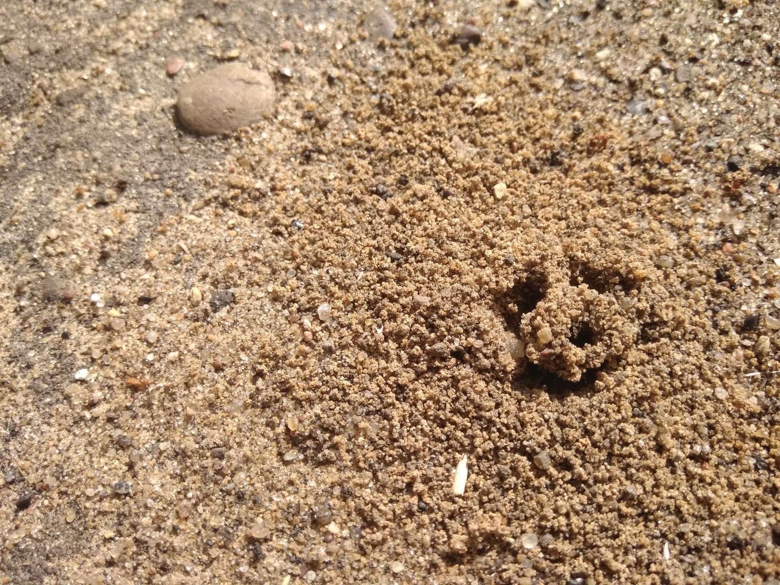 Ant messages - My, Ants, Anthill, Aliens, , Longpost