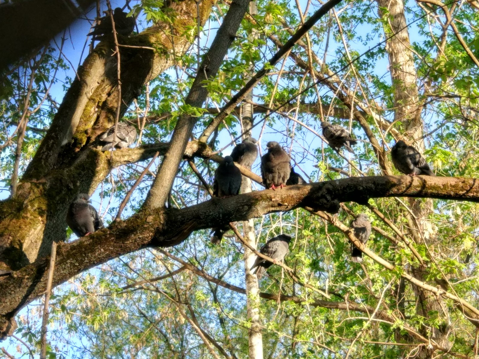 Escorted to work - My, Pigeon, Morning, Nature