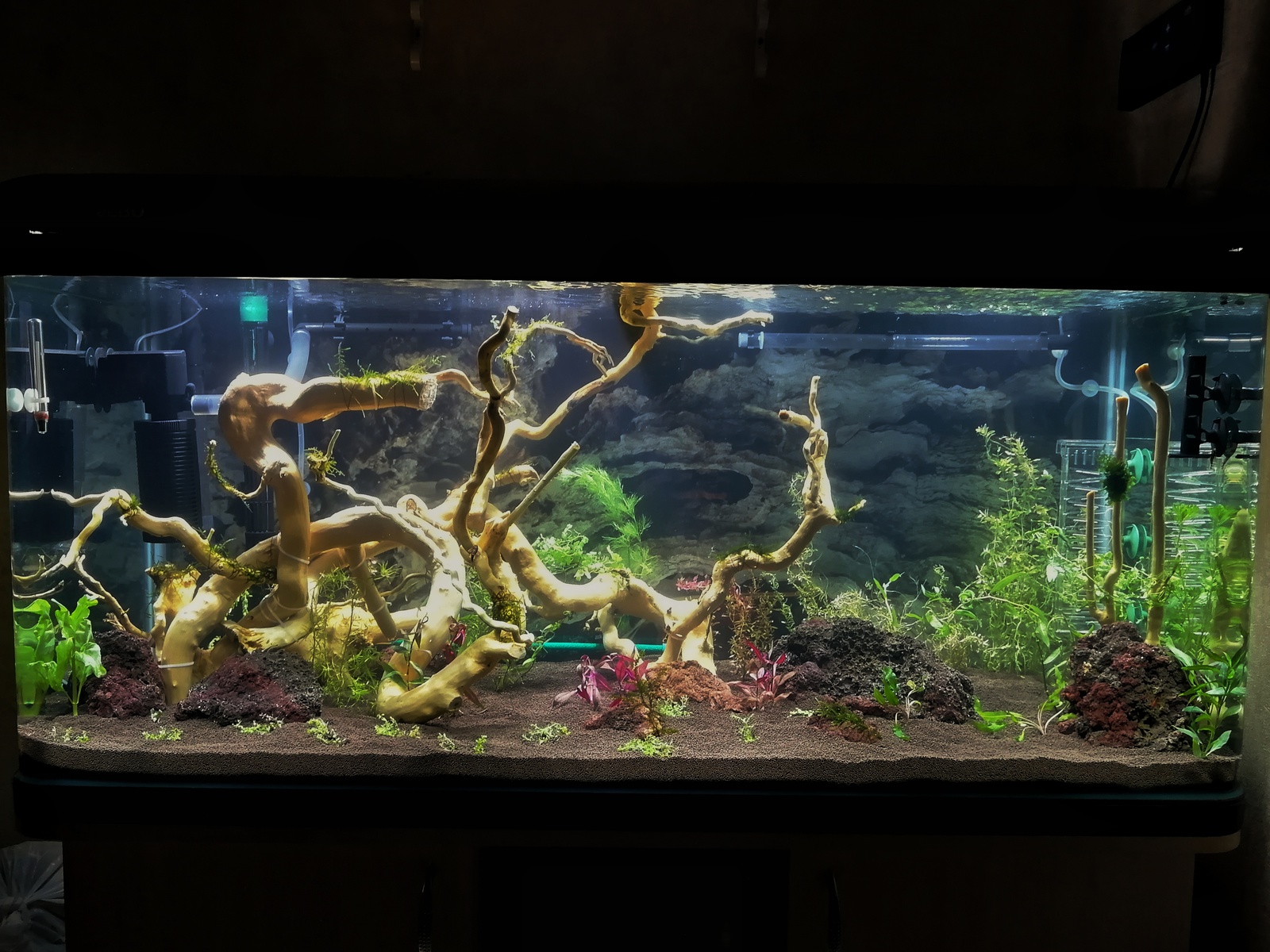 My underwater dream - My, Aquarium, Dream, Hobby, Aquarium fish, Aquarium plants, Aquarium shrimp, Knowledge, Longpost