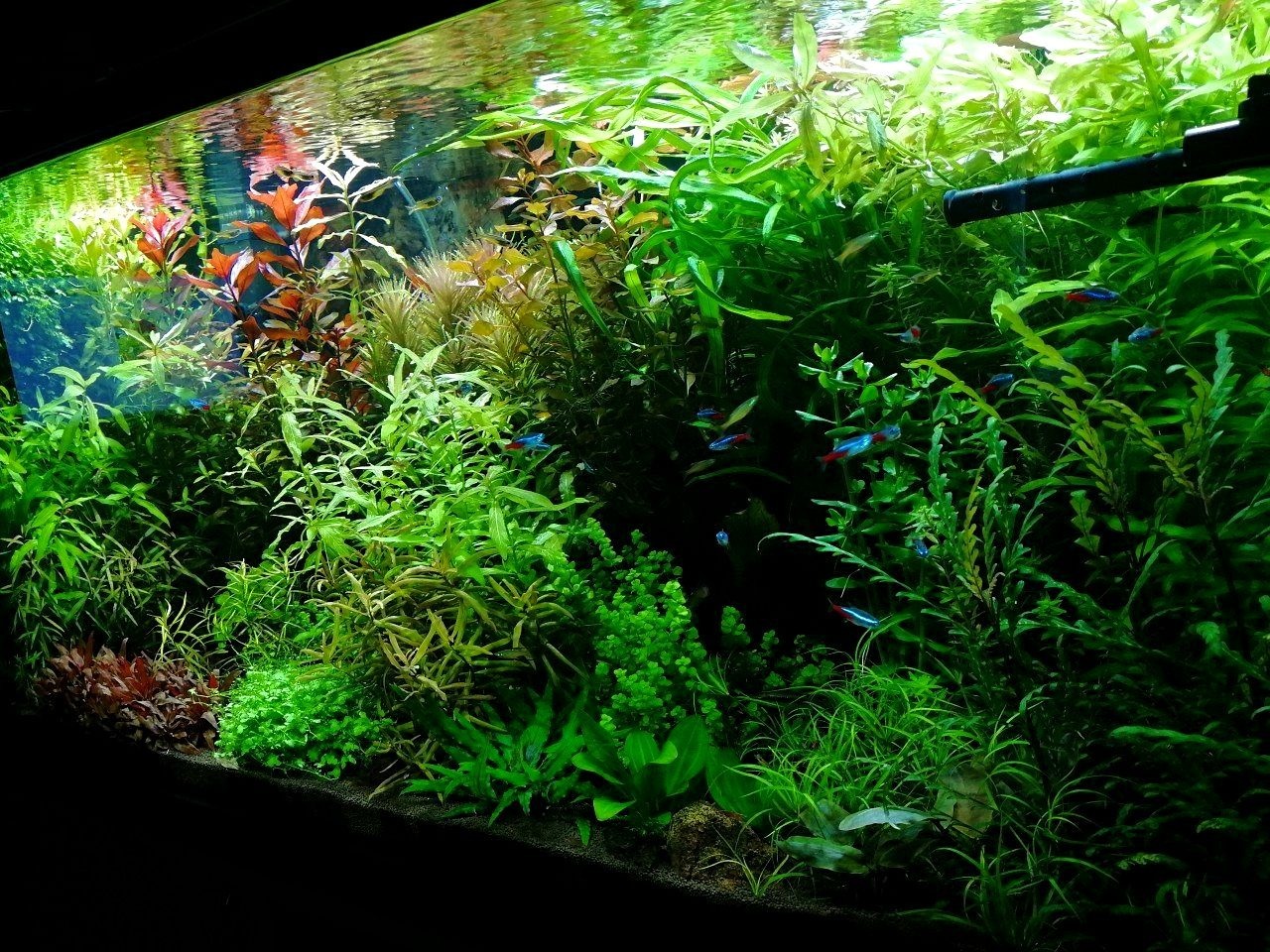 My underwater dream - My, Aquarium, Dream, Hobby, Aquarium fish, Aquarium plants, Aquarium shrimp, Knowledge, Longpost