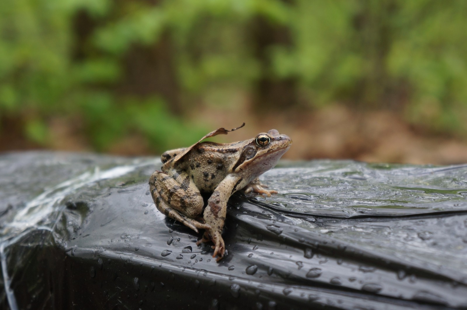 Forest inhabitant - My, Frogs, Forest, Leaf, Nature, forest dwellers, Leaves