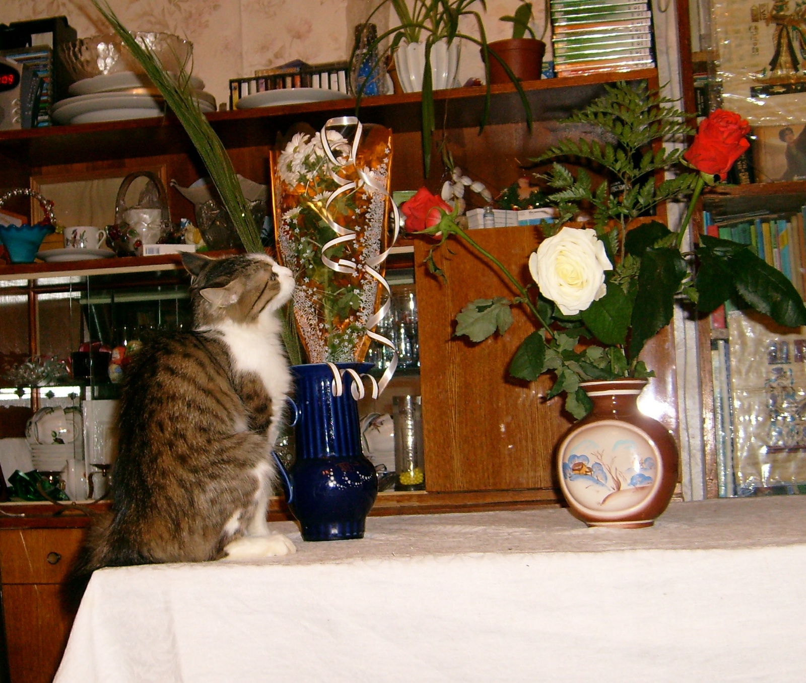 Nice bouquet and how it tastes. - My, Musya, cat, The photo, Longpost