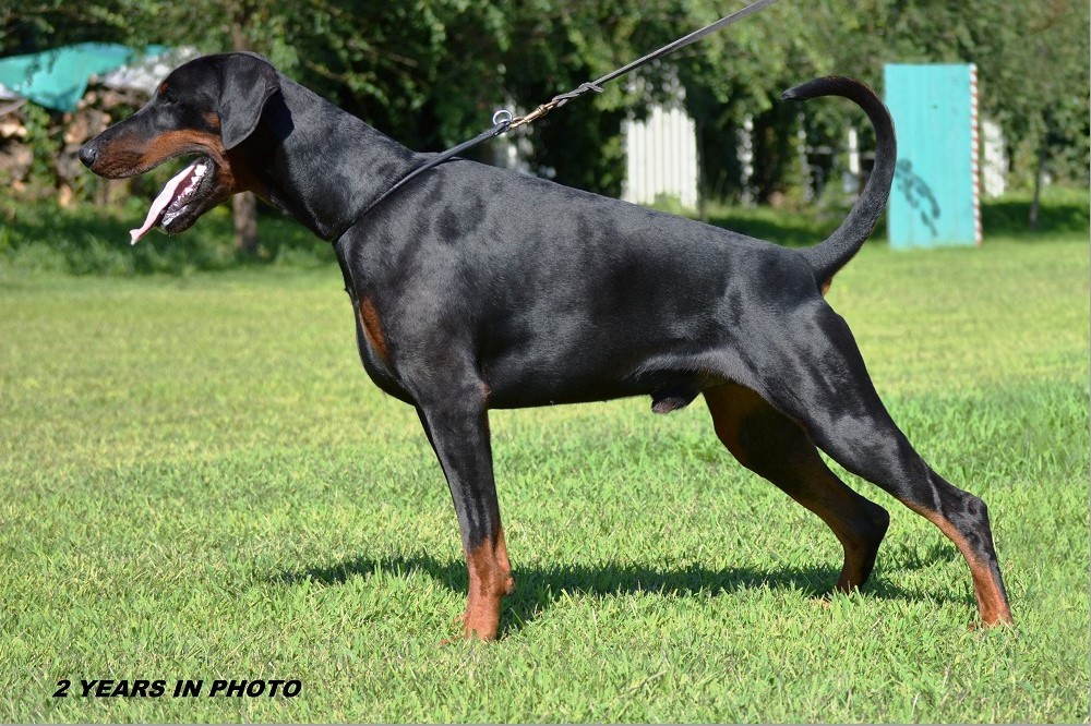 About breeds of dogs. - Dog, Dog breeds, Doberman, Longpost, Video