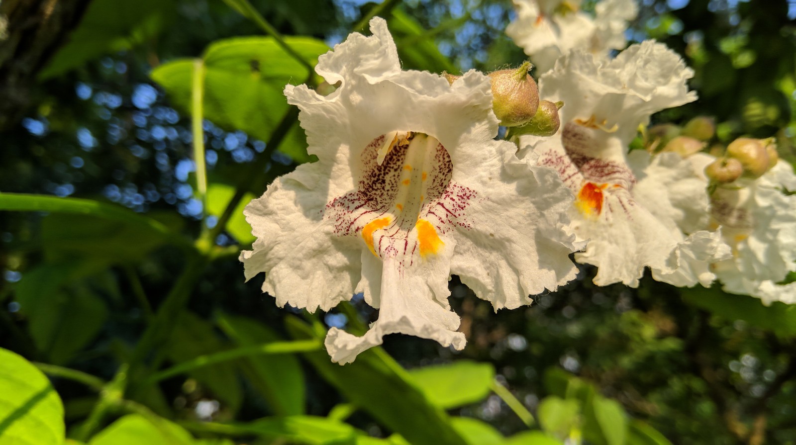 The catalpa is blooming. - My, South, The photo, Flowers, HDR, Longpost, Rostov-on-Don