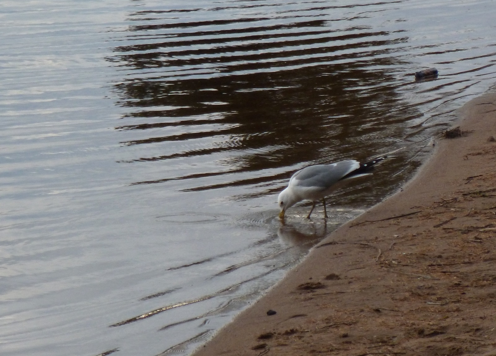 copper lake - My, copper lake, Seagulls, Lake, Copper Plant, White Nights, The photo, dust, Longpost