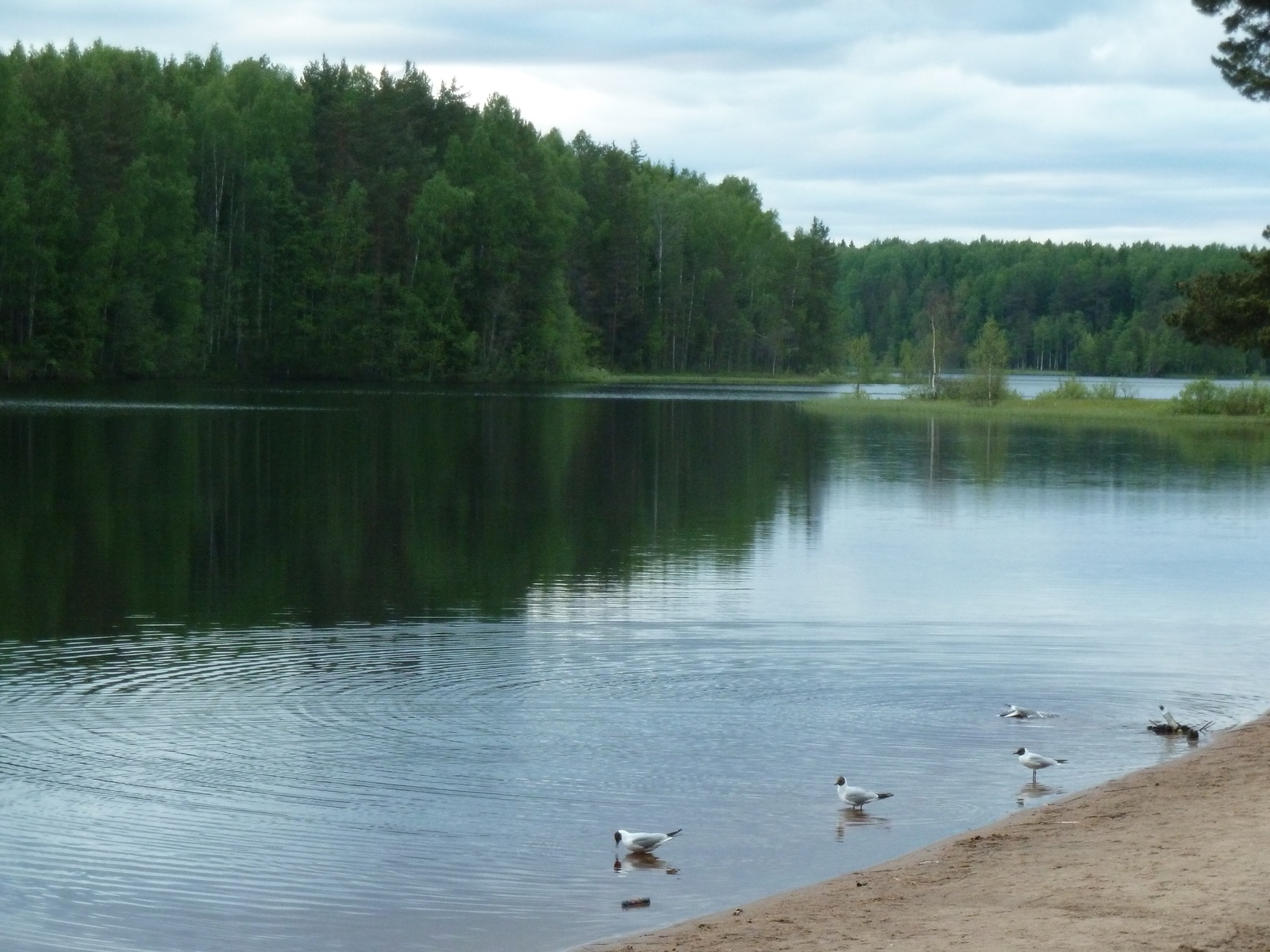 copper lake - My, copper lake, Seagulls, Lake, Copper Plant, White Nights, The photo, dust, Longpost