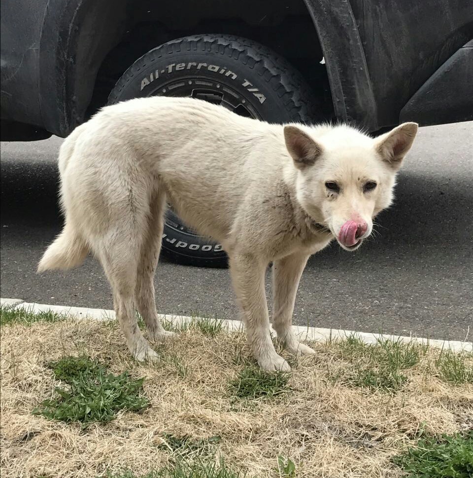 Found a dog. Krasnoyarsk - My, Dog, Found a dog, Lost, Krasnoyarsk, Longpost