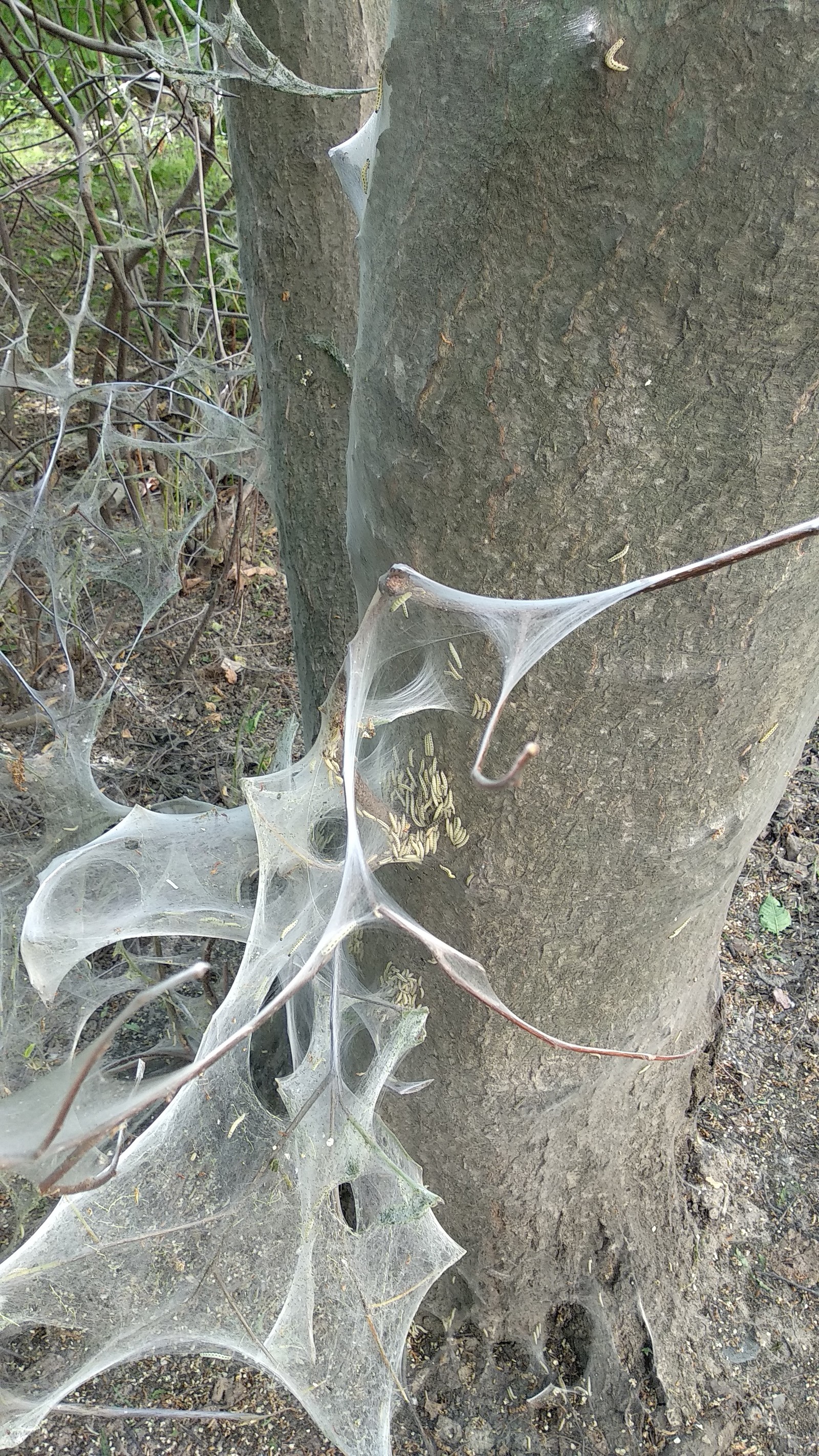 What are caterpillars? - My, Nature, Insects, Longpost