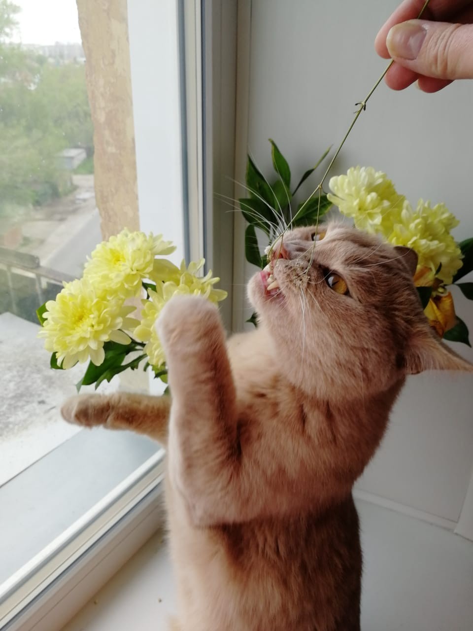 cat satan - My, cat, Flowers, Longpost