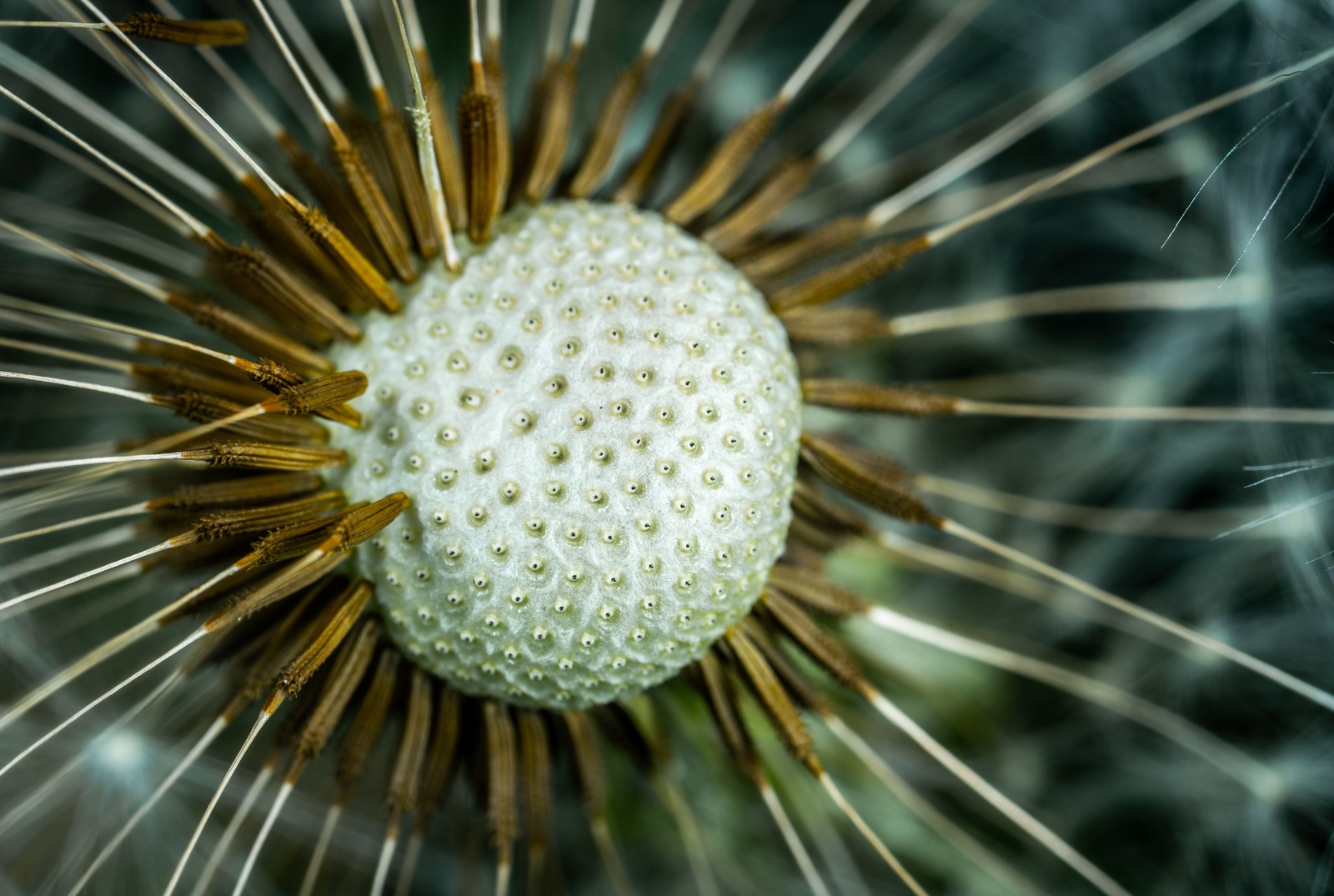 Dandelion - My, Macro, Dandelion, Flowers, Seeds, Mp-e 65 mm, Trypophobia, Macro photography