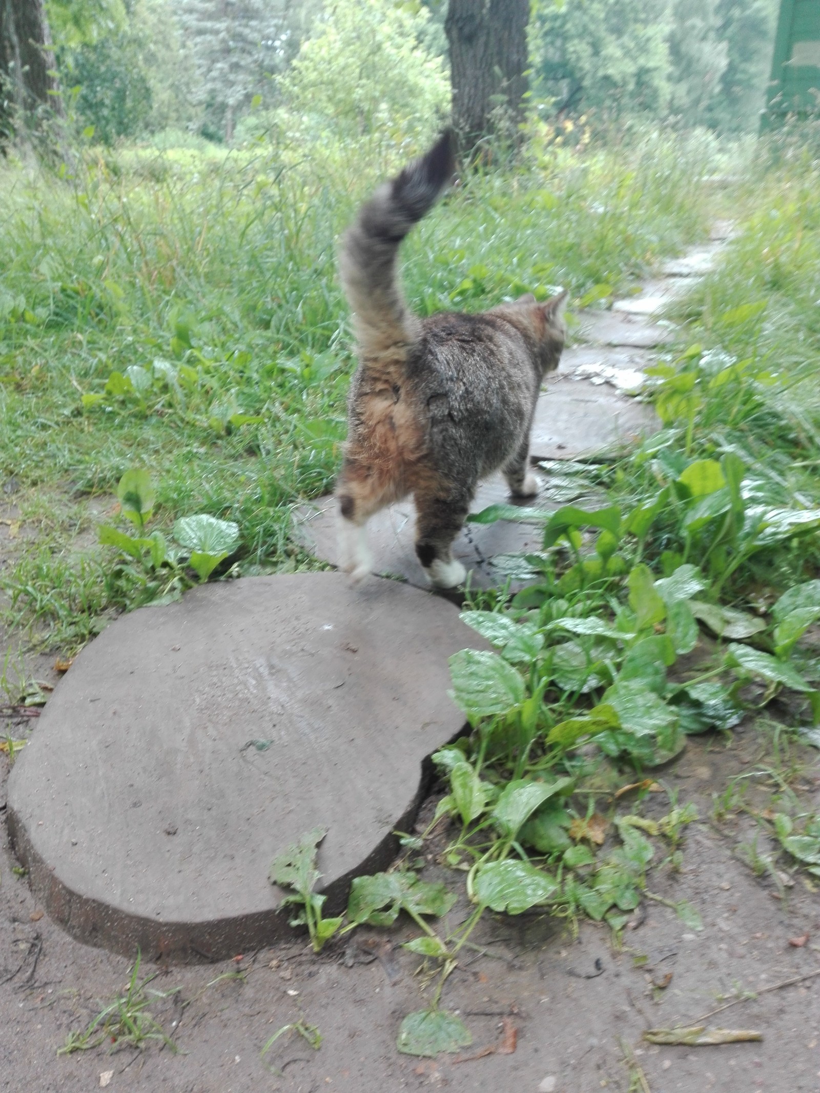 Leo Tolstoy is visiting. - My, Catomafia, Tula, cat, Longpost, Yasnaya Polyana