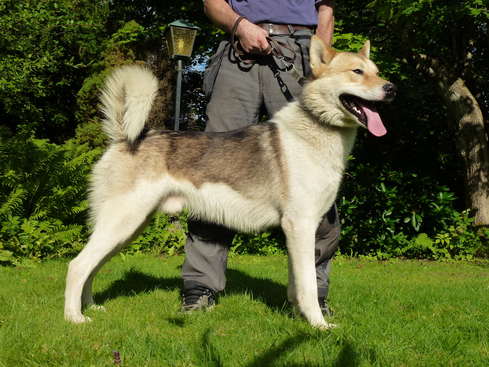 About breeds of dogs. - Dog, Dog sled, Alaskan Malamute, , Dog breeds, Longpost, 