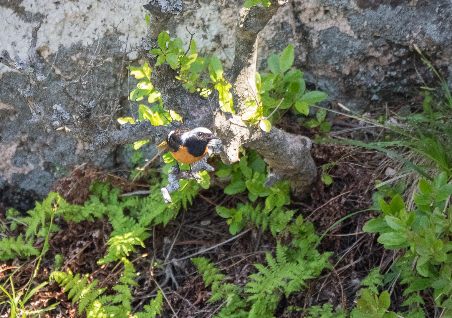 Walk in the Valley of the Atlantis - My, Birds, Photo hunting, Hike, Tourism, Kekkury, , Redstart, Chipmunk, Longpost