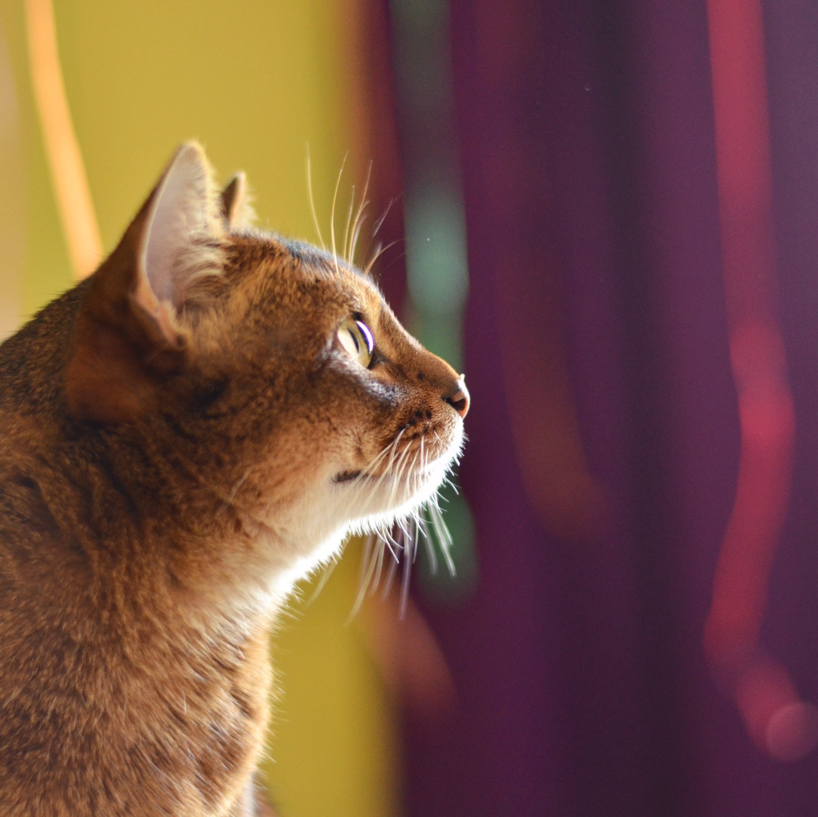 Watching - My, cat, Abyssinian cat, The photo, Pets, Observation